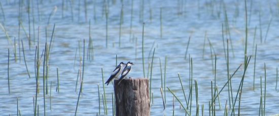 Una (o dos) golondrina(s) no hace(n) el verano*