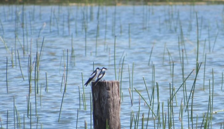 Una (o dos) golondrina(s) no hace(n) el verano*