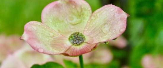 …. April showers….do Spring May flowers? [1]