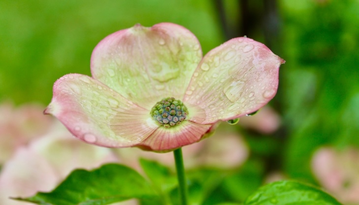 …. April showers….do Spring May flowers? [1]