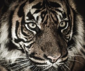 Eye of the Tiger