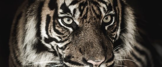 Eye of the Tiger