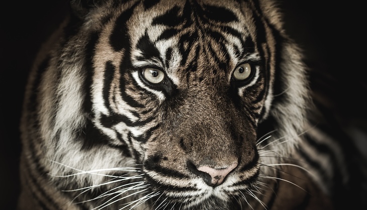 Eye of the Tiger